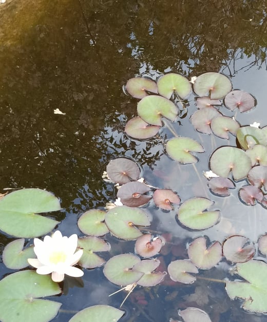 The nénupha or water lilly.