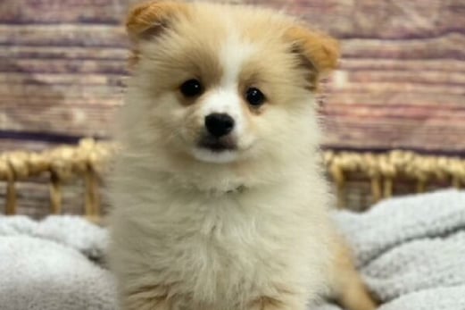 Cachorro Pomeranian Falso