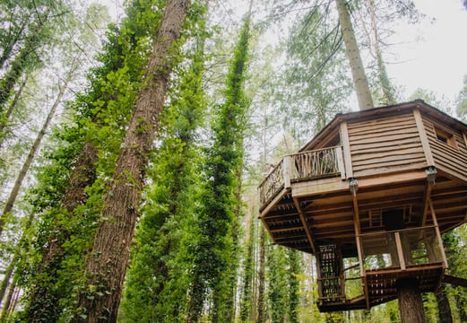 cabane dans les arbres entouré de forêt