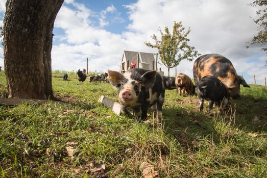 a piggy piggy piggy piggy piggy piggy piggy pig