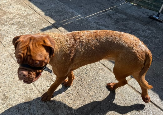 Dog being bathed with water, showing its wet fur during bath time