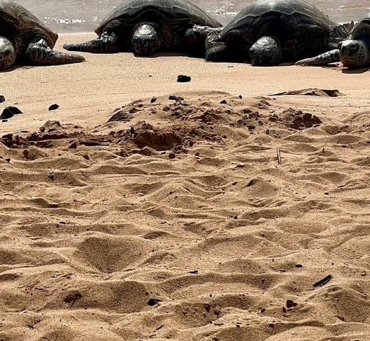 Turtles on a beach in Kauai, Hawaii