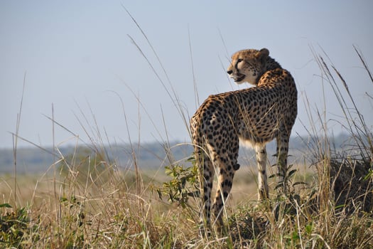 A cheetah looking out over grasslands in Africa