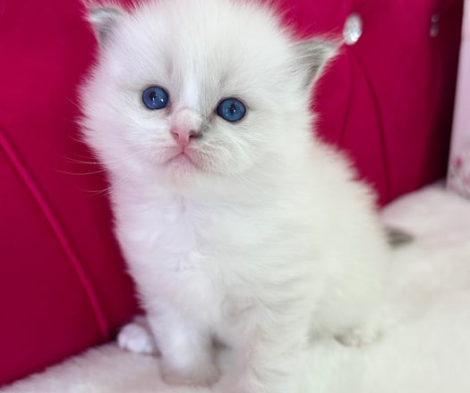 Blue Mitted Ragdoll Kitten