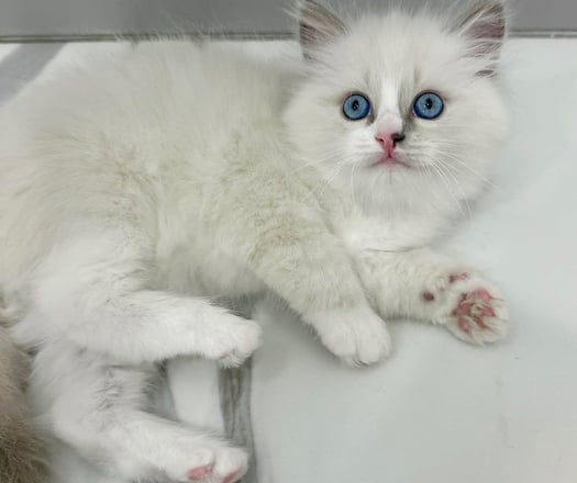 Blue Mitted Ragdoll