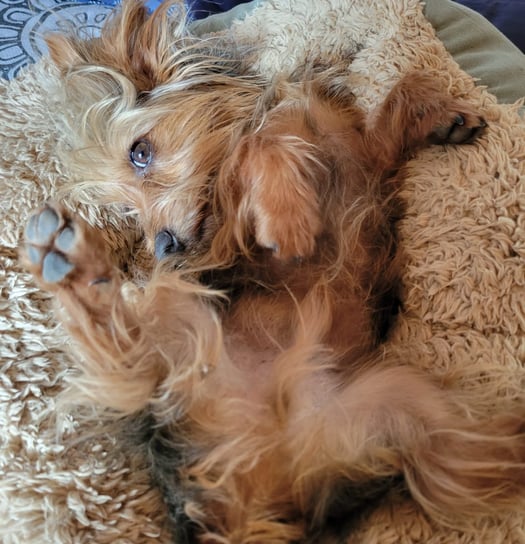 happy dog