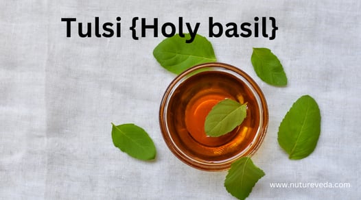  Tulsi {Holy Basil} 