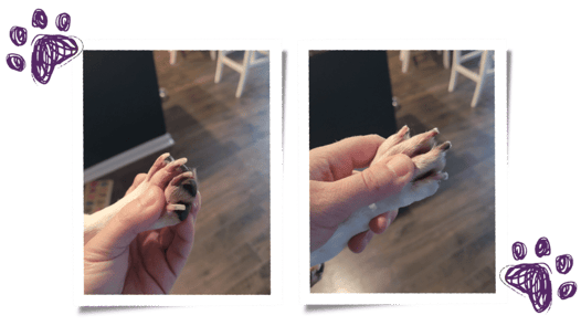 a person holding a dog's paw for a before and after nail trim in Augusta, GA