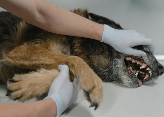 Soins dentaires et détartrage d'un chien dans un cabine vétérinaire à Bruxelles