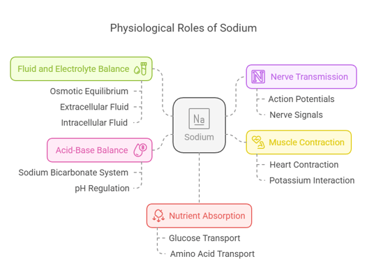 Sodium Biological functions