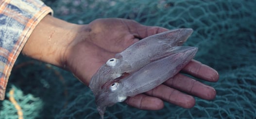 a person holding dead squids