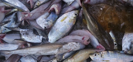 a bunch of fish in a pile of main catch and by-catch.