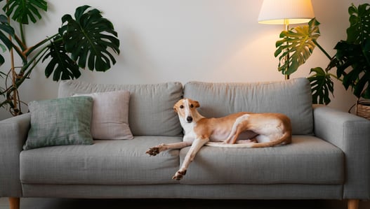 <a href="https://www.freepik.com/free-photo/adorable-greyhound-dog-home-couch_40173556.htm#fromView=