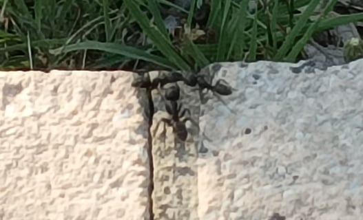 A three-way meeting of Ants