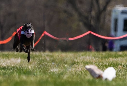 Greyhound