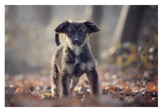 Les photos de votre Animal de compagnie dans l'Oise
