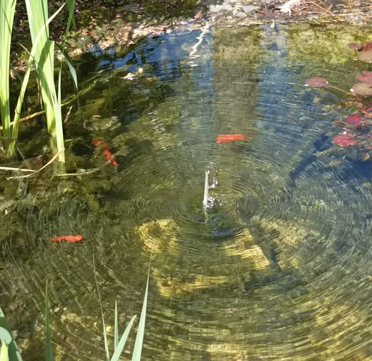 Goldfish play