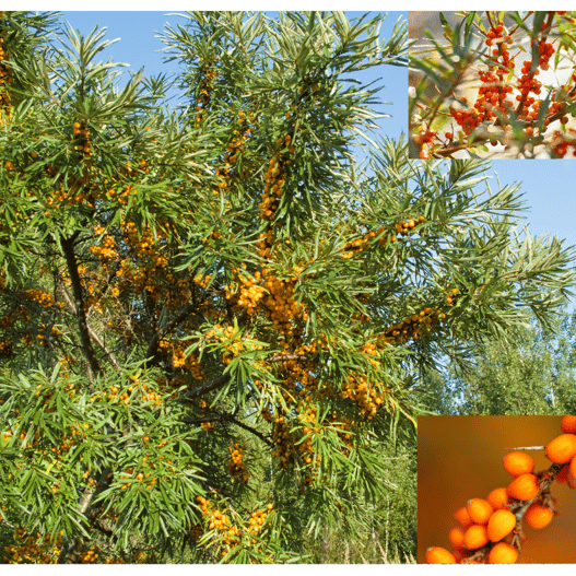 Sea Buck thorn tree, an Actinorhizal tree
