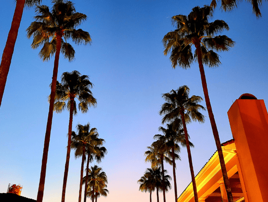 a street scene with palm trees and a blue sky
