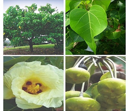 Thespesia populnea, also known as the portia tree, Pacific rosewood, Indian tulip tree or Gulbhedi
