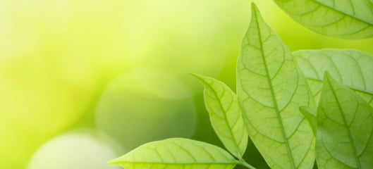 a close up of a green leafy plant