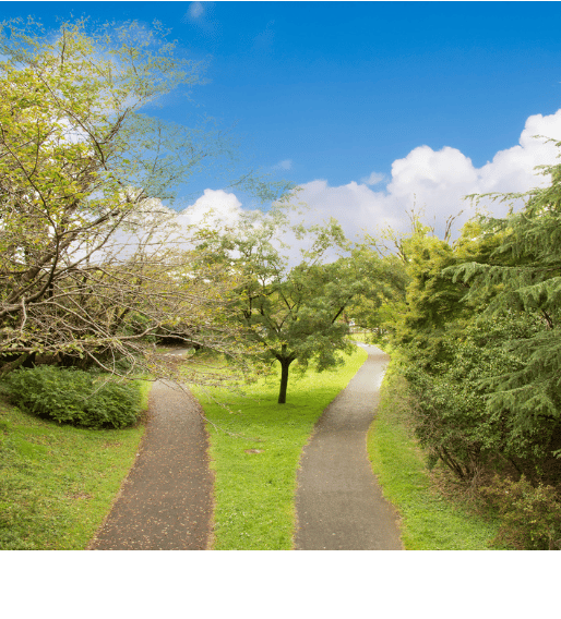 a path leading to a path with trees and bushes
