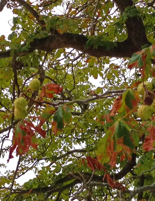 Fresh new spiky horse chestnuts