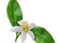 baume-nettoyant-naturel-artisan-cosmethic
