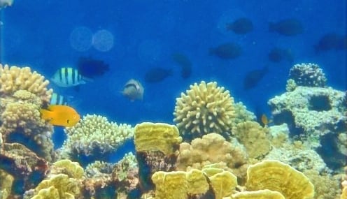 Snorkling fra stranden i Egypt