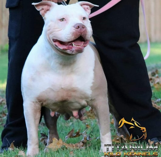 Blue xl hot sale pitbull