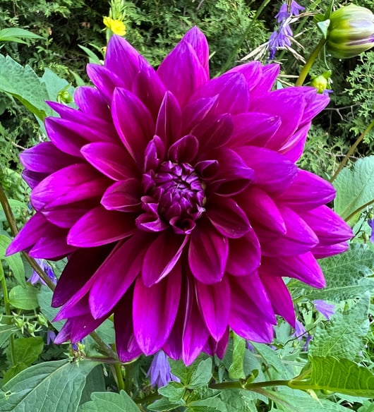 a purple flower with green leaves and purple flowers