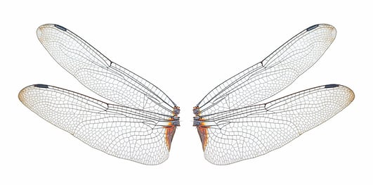 Artful dragonfly wings
