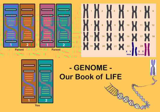 Genome