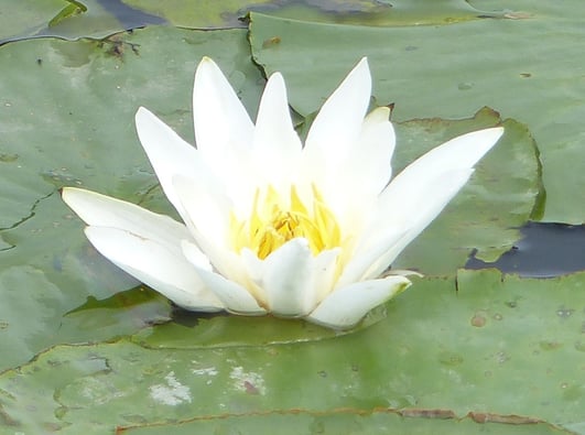 Nymphéa