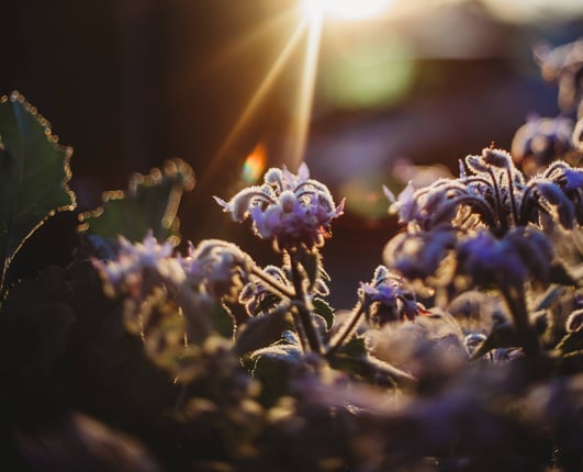 a flower in the sun with the sun shining through the flowers