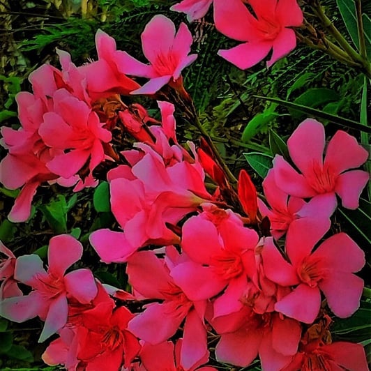 Baranches of Nerium oleander with flowers