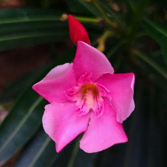 Single flower of oleander 