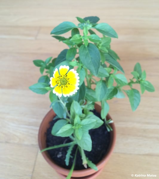 Plant with yellow flower in terra cotta pot on wooden floor