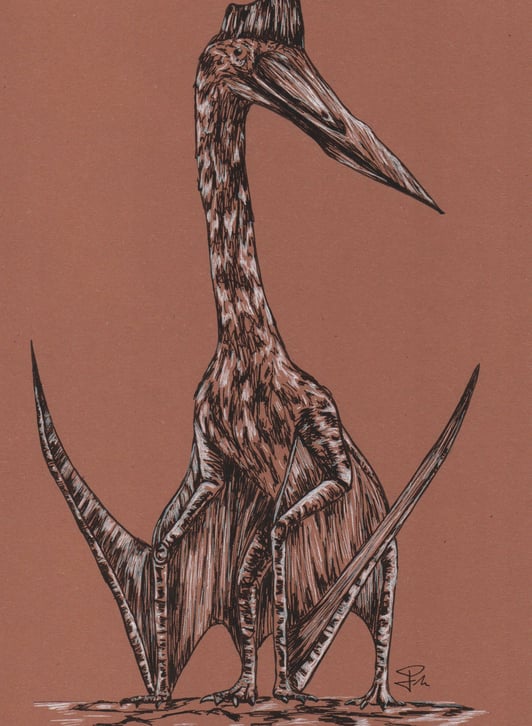 a sketch of a quetzalcoatlus