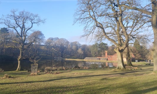 Trees and lake in a park