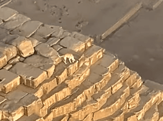 Cachorro caramelo no topo da Pirâmide de Gizé.