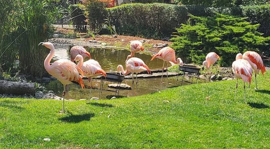 Winston Safari Village cranes at the pond at Wildlife Safari