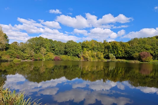 Lake with reflection and trees in background in Capstone Park