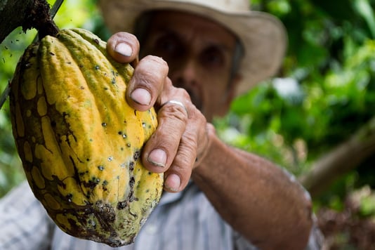Produtor rural colhendo frutos de cacau