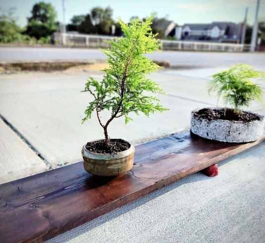 lemon cypress bonsai in planter