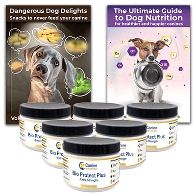 dog Gut Health