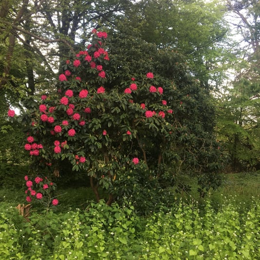 Trimmed rhododendron in flower