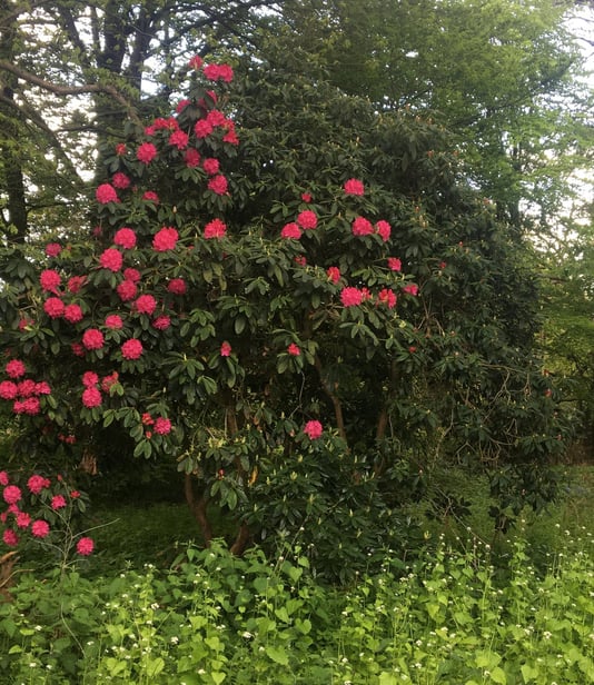 Trimmed rhododendron in flower