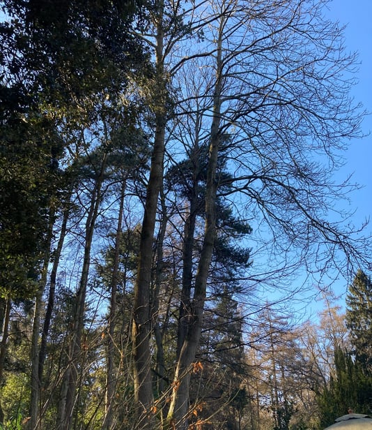 Trees in clients woods