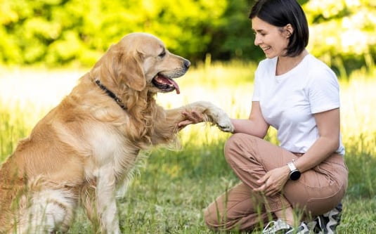 treinamento para cães.